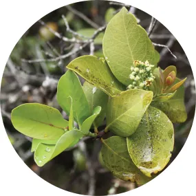 Sandalwood, Royal Hawaiian Essential Oil by Living Libations 5 mil